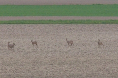 17-04-2019 Reeën in de polder