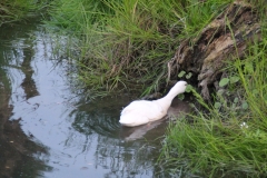 17-05-2017 Rhoonse Grienden.