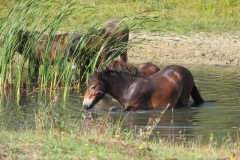 22-09-2019 Duinen van Voorne