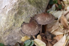 22-10-2016 Herfst